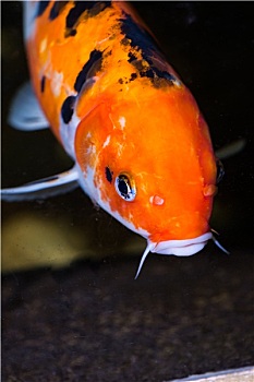 sx ca mau