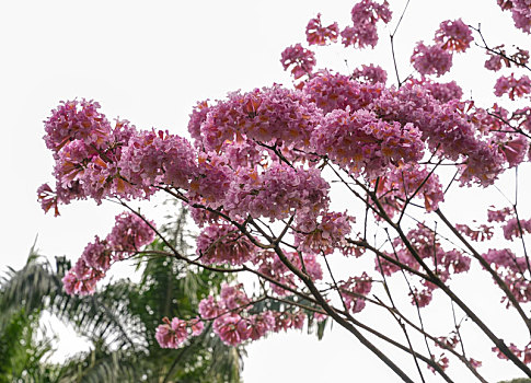 soi cầu lô bach thủ ngày hôm nay