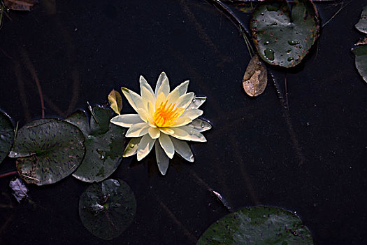 bạch thủ lô ngày hôm nay