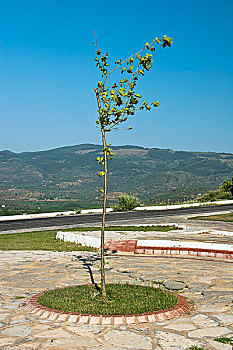 xs ca mau