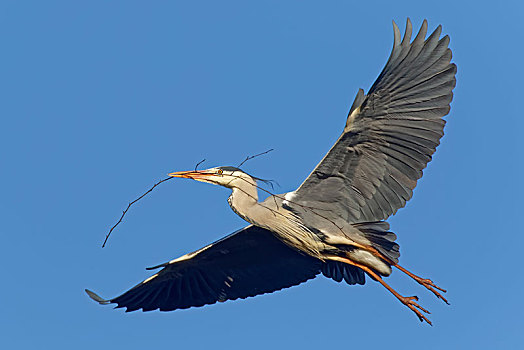 soi cầu đề