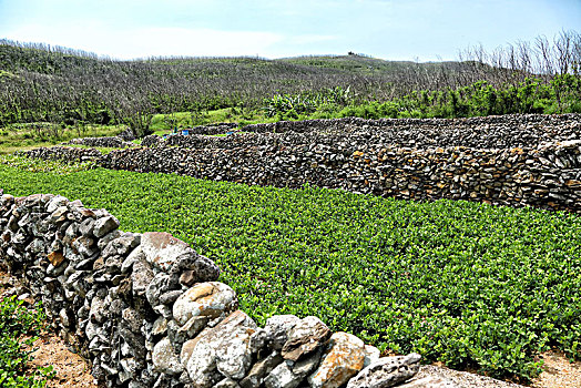 soi lô bạch thủ